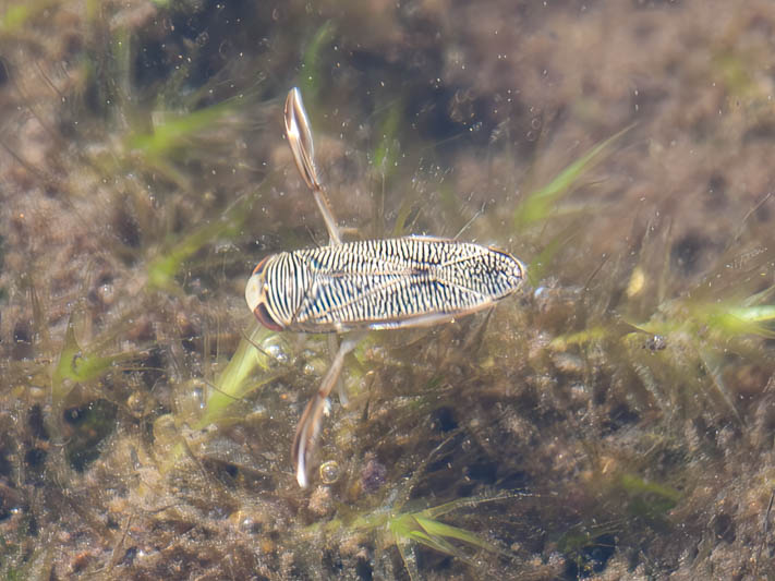 Corixa punctata (Lesser Water Boatman).jpg